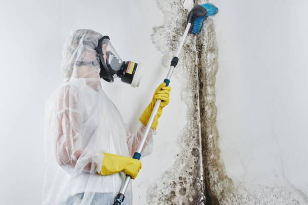 Best Office Mold Removal Services  in Pulaski, TN