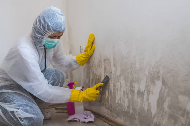 Best Residential Mold Removal  in Pulaski, TN