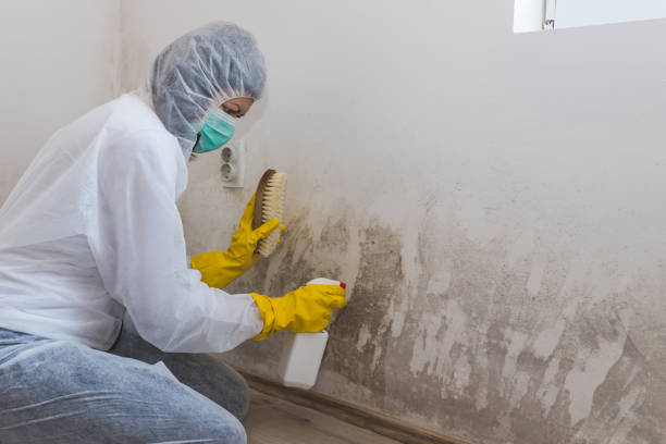 Best Mold Damage Repair  in Pulaski, TN