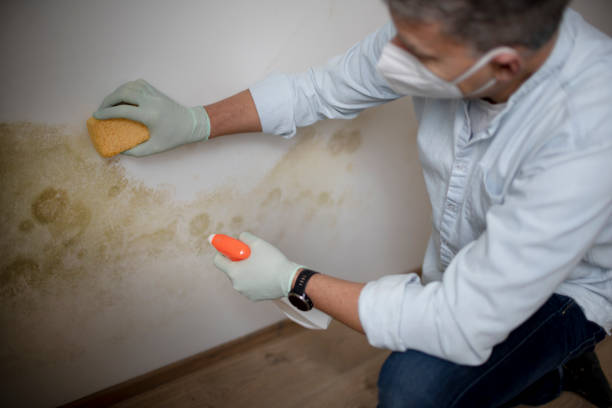 Best Home Mold Removal  in Pulaski, TN