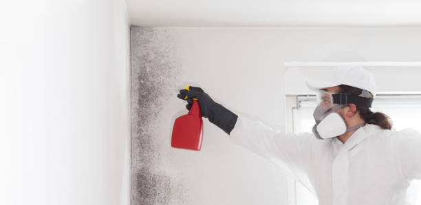 Best Toxic Mold Removal  in Pulaski, TN