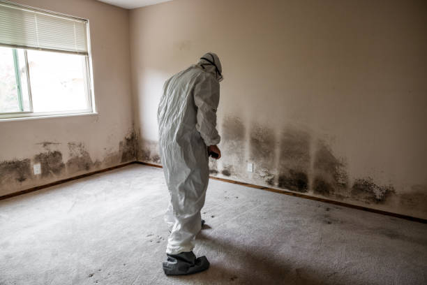 Mold Removal Process in Pulaski, TN